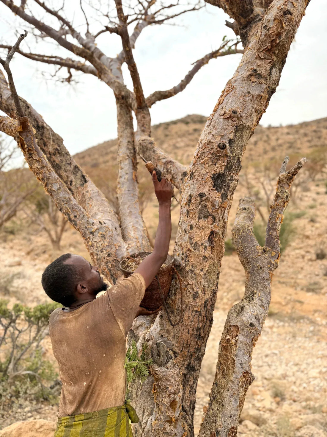 From Tree to Treasure: How Somali Frankincense is Harvested with Care