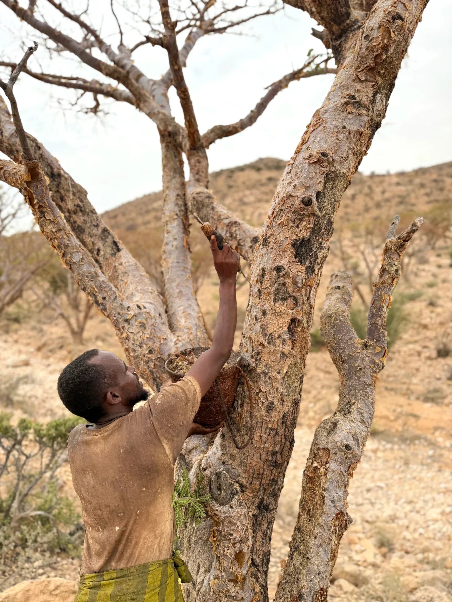 From Tree to Treasure: How Somali Frankincense is Harvested with Care